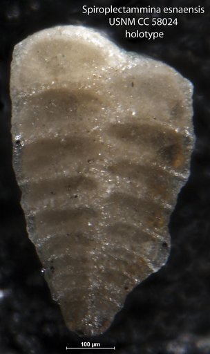Spiroplectammina esnaensis Leroy, 1953