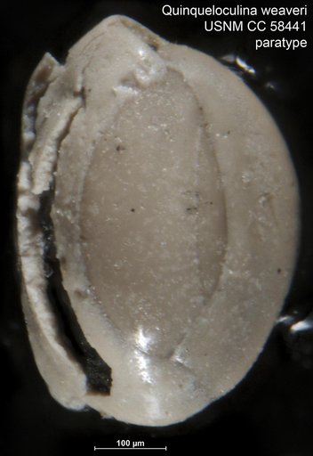 Quinqueloculina weaveri Rau, 1948