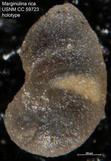 Marginulina rica Lalicker, 1950