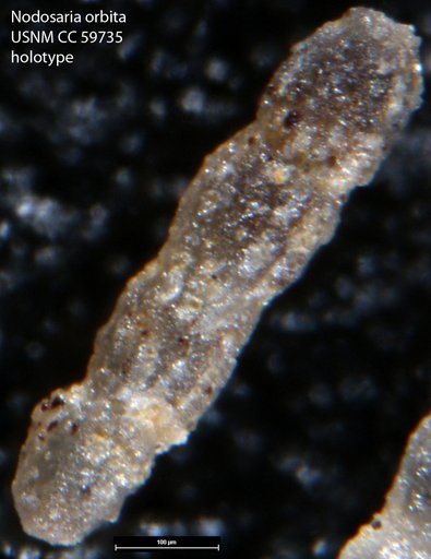 Nodosaria orbita Lalicker, 1950