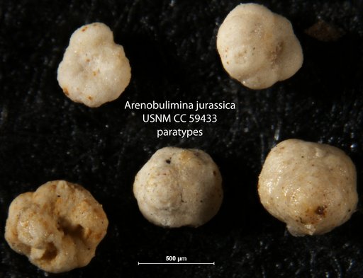 Arenobulimina jurassica Cushman & Glazewski, 1949