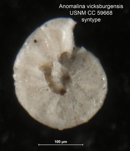 Anomalina vicksburgensis Cushman, 1922
