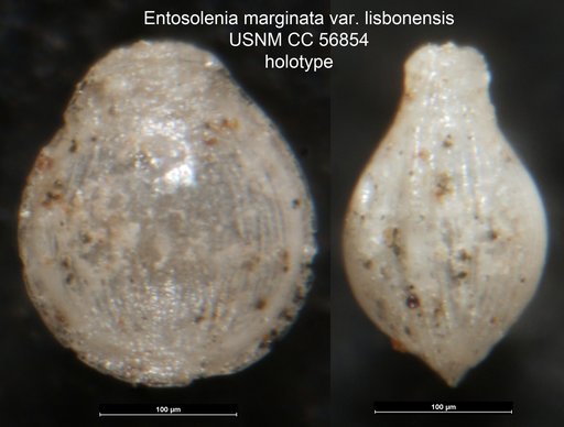 Entosolenia marginata var. lisbonensis Cushman & Todd, 1948