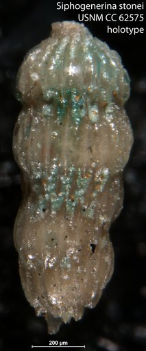 Siphogenerina stonei Bermudez, 1949