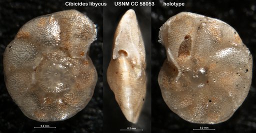 Cibicides libycus Leroy, 1953