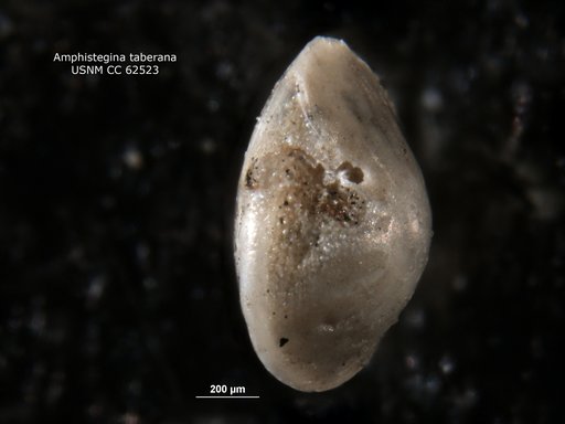 Amphistegina taberana Bermúdez, 1949