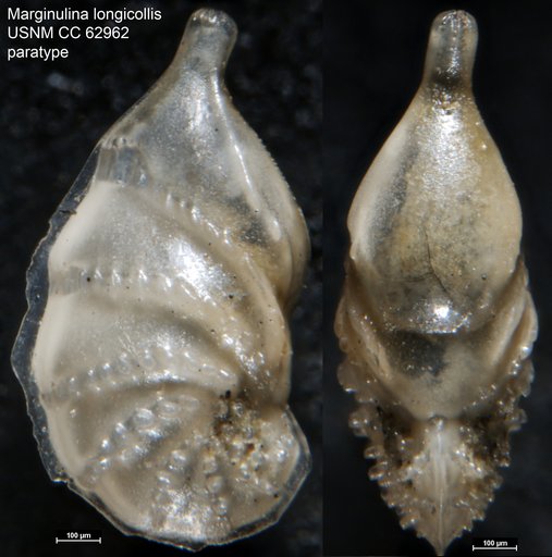Marginulina longicollis Bermúdez, 1949