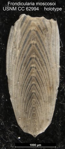 Frondicularia moscosoi Bermúdez, 1949