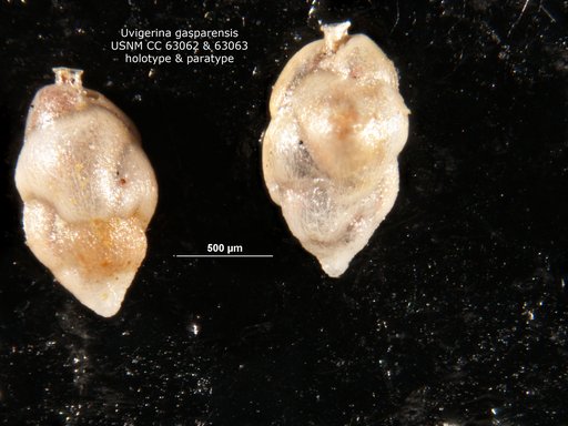 Uvigerina gasparensis Bermúdez, 1949