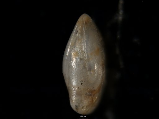 Robulus platensis Bermudez, 1949