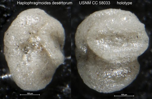 Haplophragmoides desertorum LeRoy, 1953