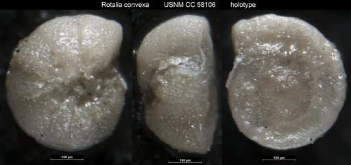 Rotalia convexa Leroy, 1953