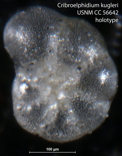 Cribroelphidium kugleri Cushman & Brönnimann, 1948