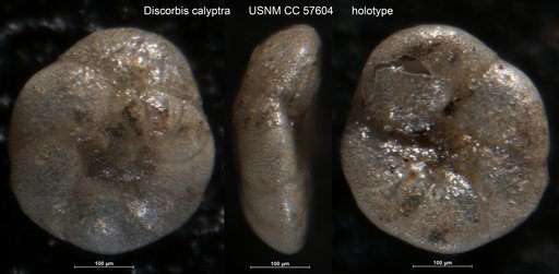 Discorbis calyptra Shifflett, 1948