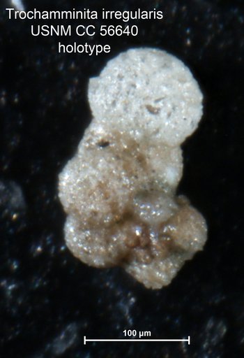Trochamminita irregularis Cushman & Brönnimann, 1948