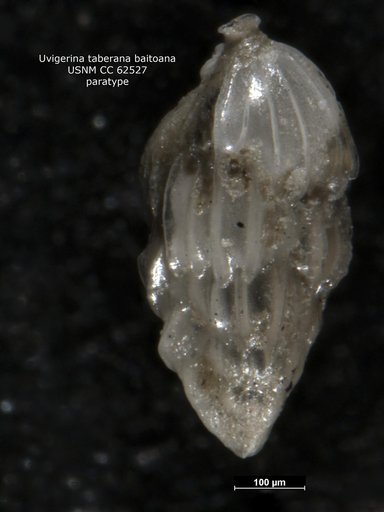 Uvigerina taberana var. baitoana Bermudez, 1949