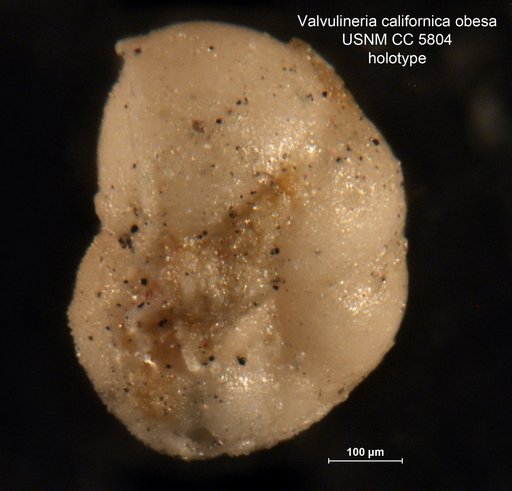 Valvulineria californica var. obesa Cushman, 1926