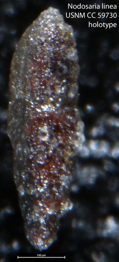 Nodosaria linea Lalicker, 1950