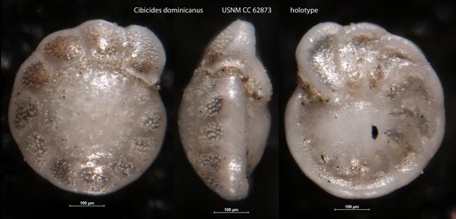 Cibicides dominicanus Bermúdez, 1949