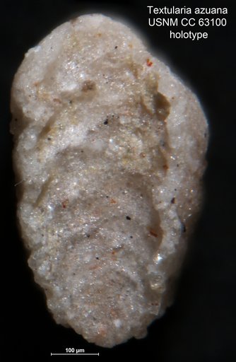 Textularia azuana Bermúdez, 1949