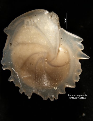 Robulus yaquensis Bermudez, 1949