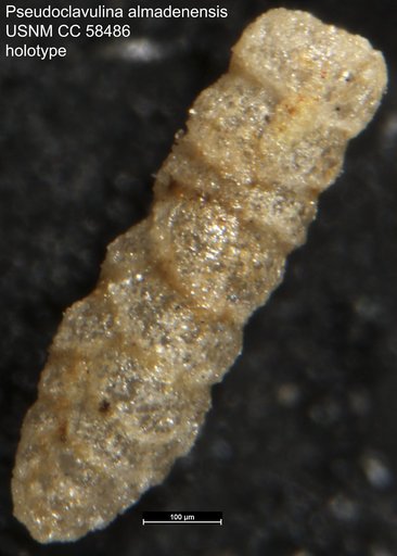 Pseudoclavulina almadenensis Cushman & Todd, 1948