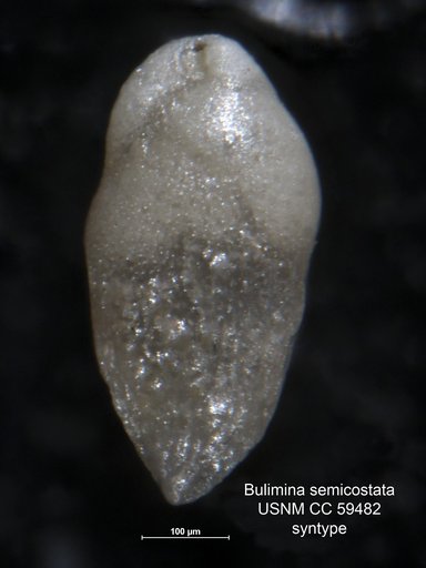 Bulimina semicostata Nuttall, 1930