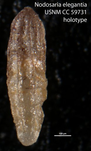 Nodosaria elegantia Lalicker, 1950