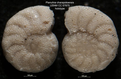Planulina charapotoensis Cushman & Stevenson, 1948