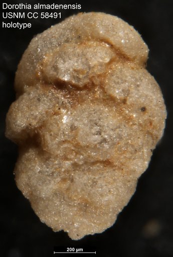Dorothia ? almadenensis Cushman & Todd, 1948
