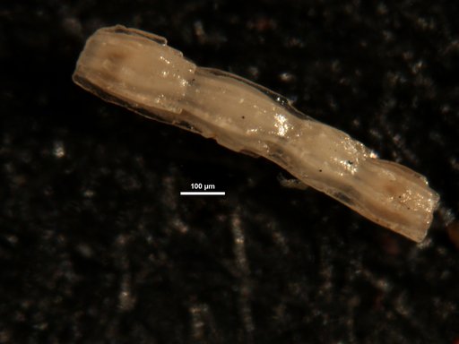 Nodosaria semispinosa Leroy, 1953
