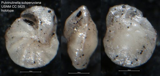 Pulvinulinella subperuviana Cushman, 1926