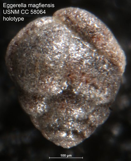 Eggerella maqfiensis LeRoy, 1953