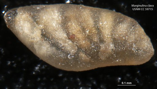 Marginulina clava Lalicker, 1950