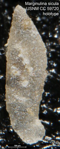 Marginulina sicula Lalicker, 1950