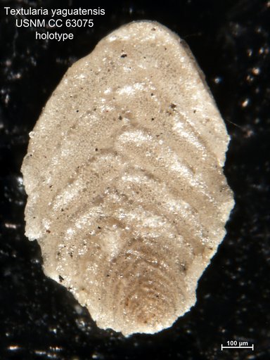 Textularia yaguatensis Bermúdez, 1949