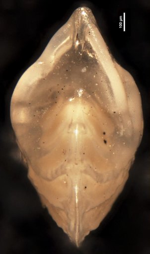 Robulus acosta Bermudez, 1949