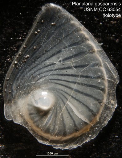 Planularia gasparensis Bermúdez, 1949