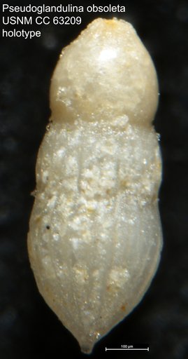 Pseudoglandulina obsoleta Bermúdez, 1949