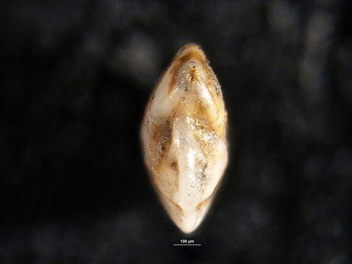 Robulus midwayensis var. virginianus Shifflett, 1948