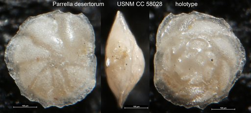 Parrella desertorum LeRoy, 1953