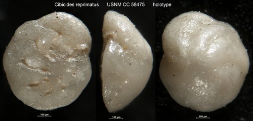Cibicides reprimatus Cushman & Bermúdez, 1948