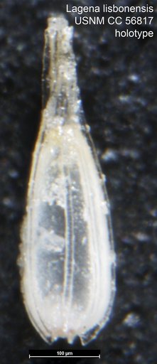 Lagena lisbonensis Cushman & Todd, 1948