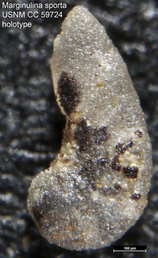 Marginulina sporta Lalicker, 1950