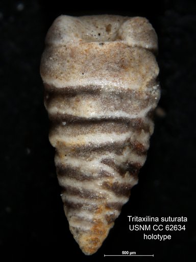 Tritaxilina suturata Bermúdez, 1949