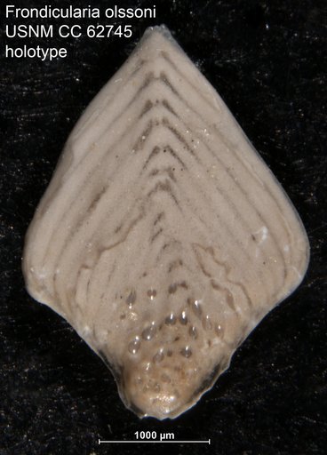Frondicularia olssoni Bermúdez, 1949