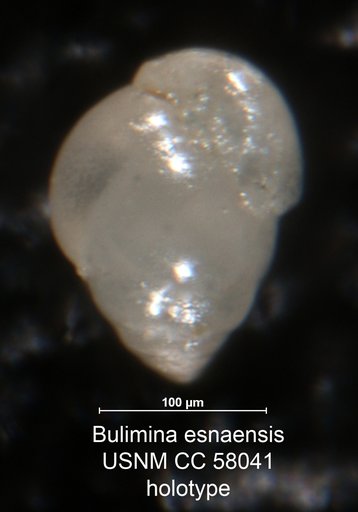 Bulimina esnaensis LeRoy, 1953