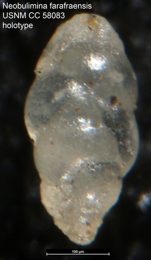 Neobulimina farafraensis LeRoy, 1953