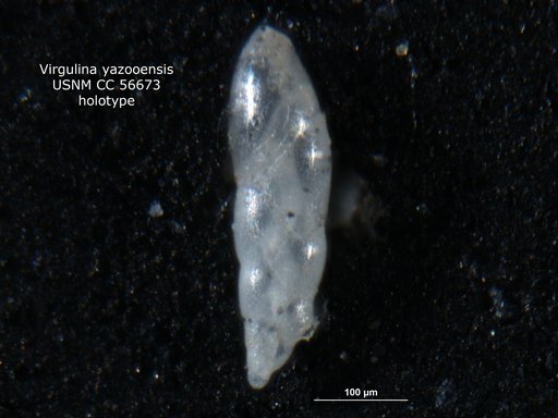 Virgulina yazooensis Cushman & Todd, 1948