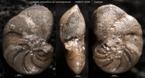 Cibicides concentricus var. washingtonensis Cushman et al., 1949